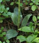 Goodyera tesselata: leaves
