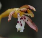Spotted coralroot autonym-variety=Corallorhiza maculata var maculata: flower