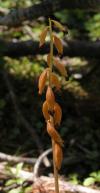 Spotted coralroot autonym-variety=Corallorhiza maculata var maculata: pods