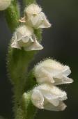 Goodyera tesselata: flowers showing teapot-shaped lip