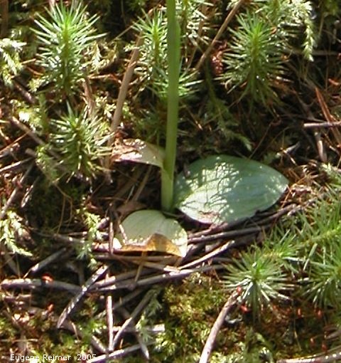 IMG 2005-Jul21 at MunicipalRd-39E:  Graceful-variety slender ladies-tresses (Spiranthes lacera var gracilis) leaves
