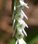 Spiranthes lacera: flowers closeup