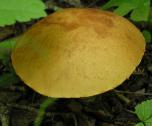 Boletes: mushroom