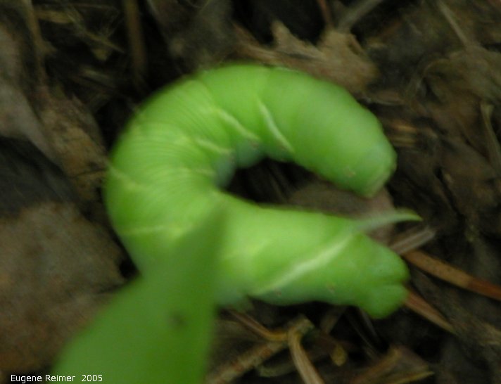 IMG 2005-Jul21 at Brokenhead Wetlands:  Tobacco hornworm (Manduca sexta) caterpillar BAD-focus