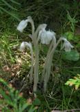 Indian pipe: