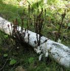Indian pipe: with pods