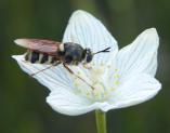 Syrphid-fly: on GrassOfParnassus-Fen=Parnassia_glauca