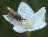 Syrphid-fly: on GrassOfParnassus-Fen=Parnassia_glauca