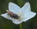 Syrphid-fly: and BlackFly? on GrassOfParnassus-Fen=Parnassia_glauca