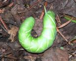 Tobacco hornworm=Manduca sexta: caterpillar by Bob Ferry