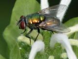 Bot fly?: on WhiteCleome