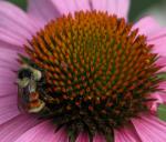 Bumblebee-red-abdomen=Bombus melanopygus: on Echinacea