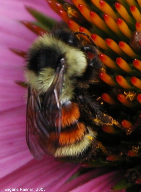 IMG 2005-Jul23 at MNS-garden-tour Tim's Garden on Cauchon:  Orange-belted bumblebee (Bombus ternarius) on Echinacea (Echinacea sp)