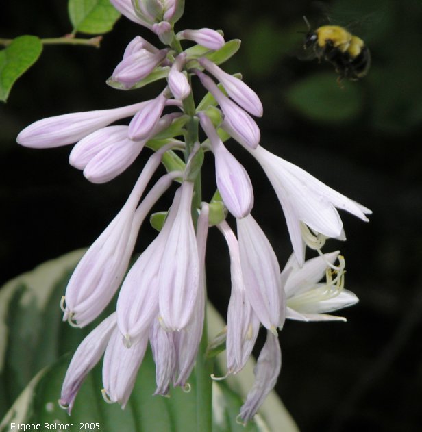 IMG 2005-Jul23 at MNS-garden-tour Lynn&Carl's Garden on Edgewater:  Bumblebee (Bombus sp) flying near Hosta BAD
