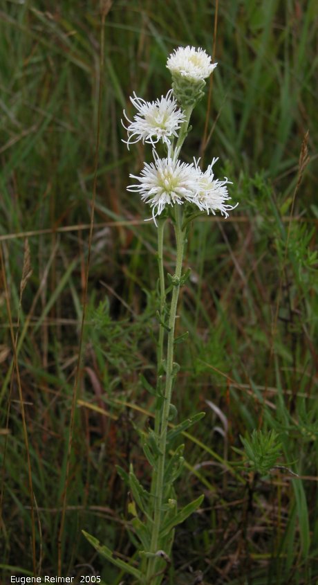 IMG 2005-Aug11 at TCH near Richer:  White-form meadow blazing-star (Liatris ligulistylis forma albiflorum) plant