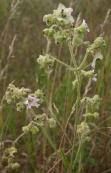 Hairy umbrellawort: plant