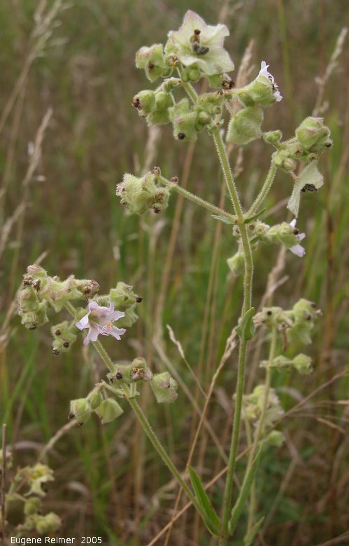IMG 2005-Aug11 at PR210 near Marchand:  Hairy umbrellawort (Mirabilis hirsuta) plant