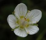 Grass-of-parnassus, Marsh=Parnassia palustris: flower