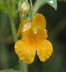 Jewelweed, Western=Impatiens noli-tangere: slightly spotted?