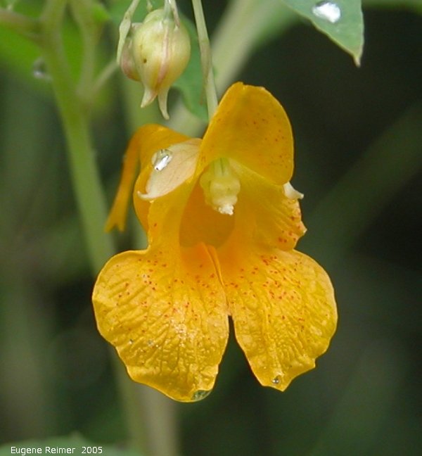 IMG 2005-Aug11 at PR210 near Marchand:  Western jewelweed (Impatiens noli-tangere) slightly spotted?