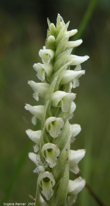 IMG 2005-Aug11 at ForestryRd#4:  Hooded ladies-tresses (Spiranthes romanzoffiana) spike