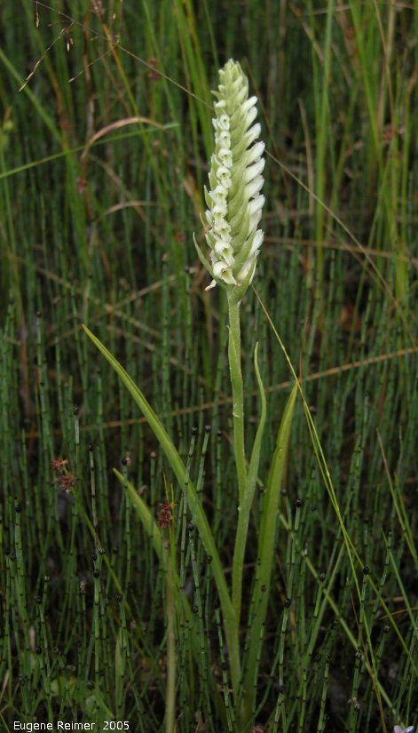 IMG 2005-Aug11 at ForestryRd#4:  Hooded ladies-tresses (Spiranthes romanzoffiana) plant