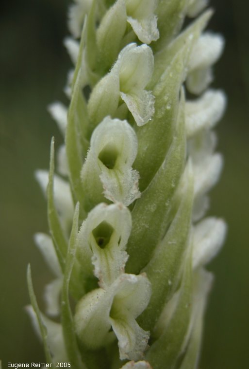 IMG 2005-Aug11 at ForestryRd#4:  Hooded ladies-tresses (Spiranthes romanzoffiana) closeup