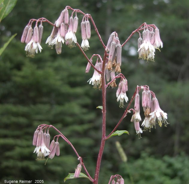 IMG 2005-Aug11 at ForestryRd#4:  White lettuce (Prenanthes alba)
