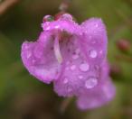 Gerardia, slenderleaved=Agalinis tenuifolia: flower