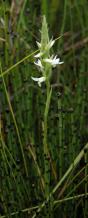 Spiranthes romanzoffiana: plant leafless