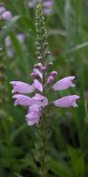 Obedient plant: spike