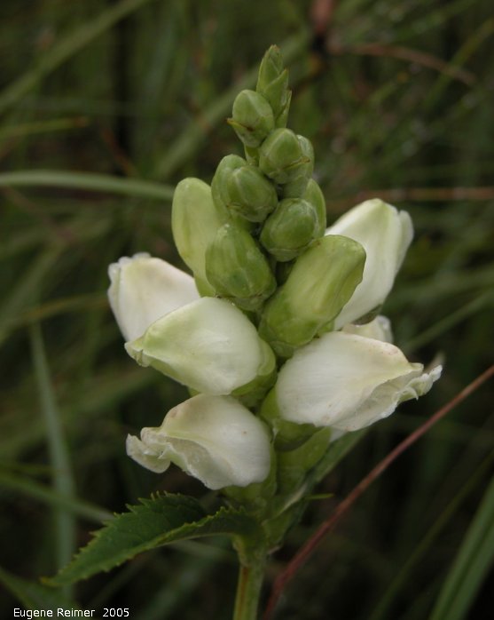 IMG 2005-Aug11 at PR308:&nbsp; Turtlehead (Chelone glabra)