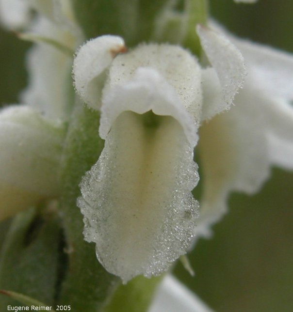IMG 2005-Aug27 at SenkiwRd:  Great-plains ladies-tresses (Spiranthes magnicamporum) flower