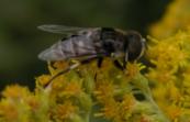 Syrphid-fly: on Goldenrod