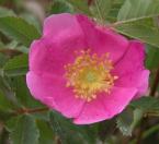 Low prairie rose=Rosa arkansana: