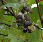 Riverbank grape=Vitis riparia: fruit
