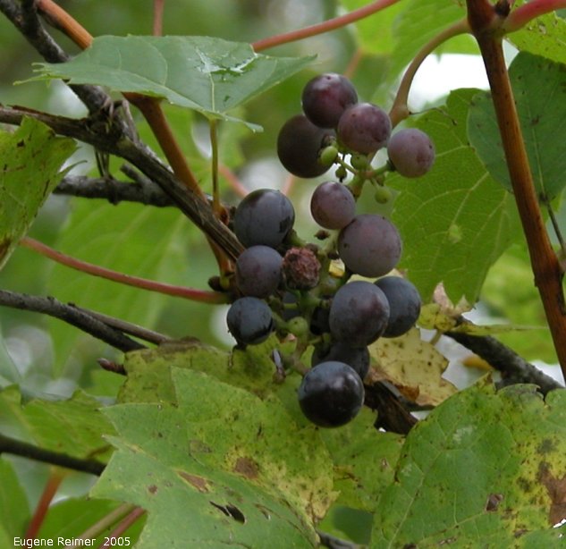 IMG 2005-Aug27 at SenkiwBridge:  Riverbank grape (Vitis riparia) fruit