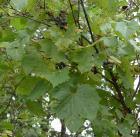 Riverbank grape=Vitis riparia: plant