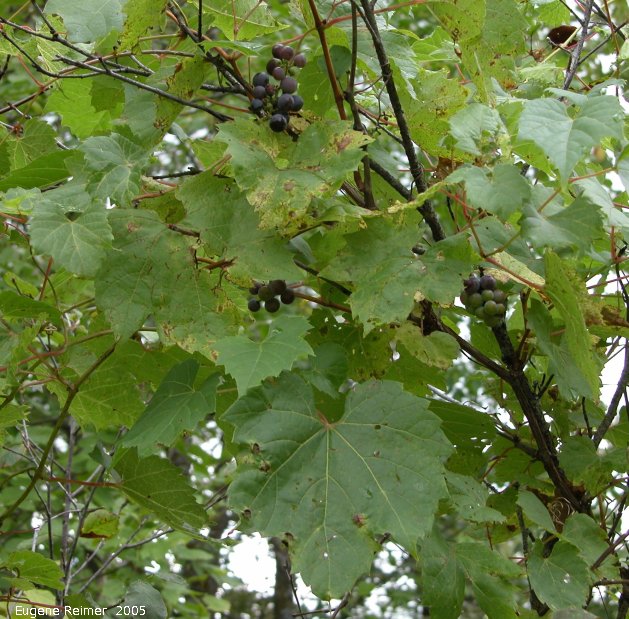 IMG 2005-Aug27 at SenkiwBridge:  Riverbank grape (Vitis riparia) plant