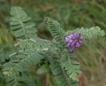 Fragrant false-indigo=Amorpha nana: plant