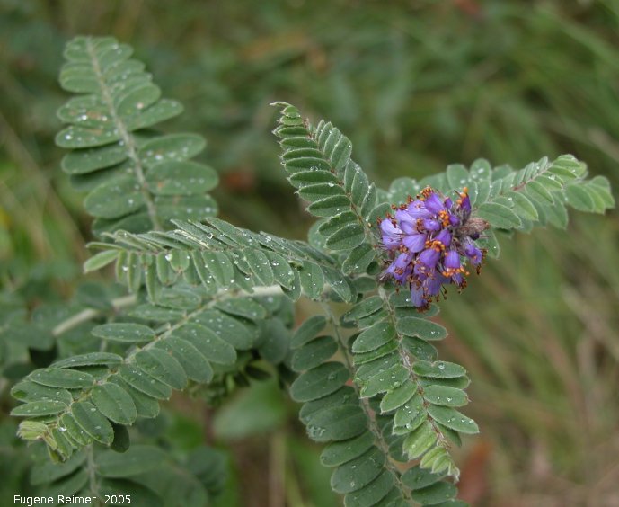 IMG 2005-Aug27 at SenkiwBridge:  Fragrant false-indigo (Amorpha nana) plant