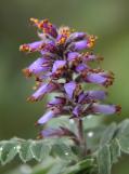 Fragrant false-indigo=Amorpha nana: flowers