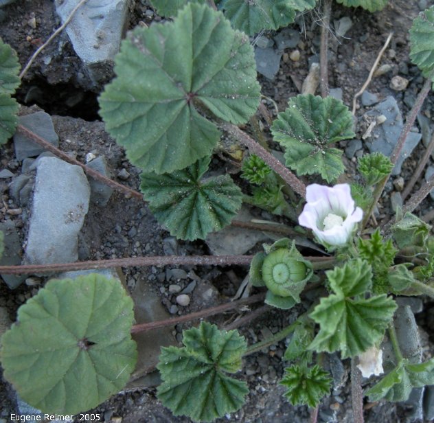 IMG 2005-Aug27 at St.Leon:  Common mallow=Little cheeses (Malva neglecta) plant with flower and fruit