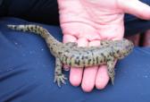 Tiger salamander: first specimen