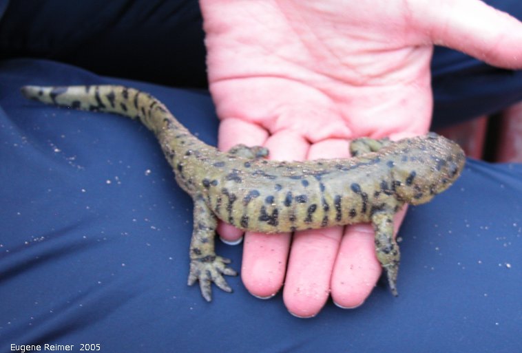 IMG 2005-Aug27 at St.Leon:  Tiger salamander (Ambystoma tigrinum) first specimen