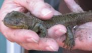 Tiger salamander: second bigger but less-striped specimen