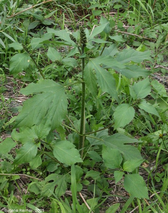 IMG 2005-Sep10 at Bunn's Creek:  Giant ragweed (Ambrosia trifida)