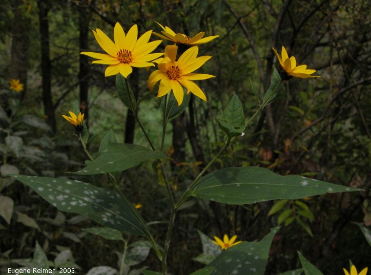 IMG 2005-Sep10 at Bunn's Creek:&nbsp; Jerusalem artichoke (Helianthus tuberosus)