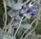 Silverleaf psoralea=Psoralea agrophylla: flowers