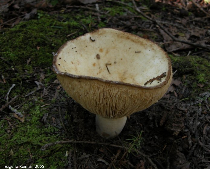 IMG 2005-Sep15 at Brokenhead Wetland:  Funnel cap mushroom (Clitocybe sp)